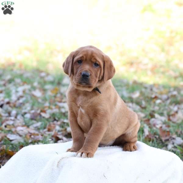 Jango, Fox Red Labrador Retriever Puppy